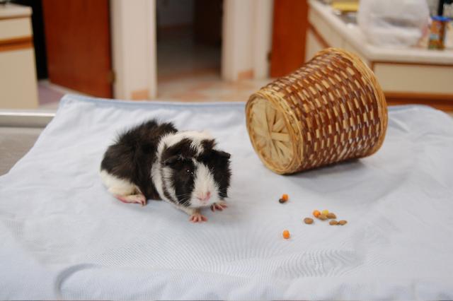 Guinea Pig